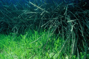 Caulerpa taxifolia